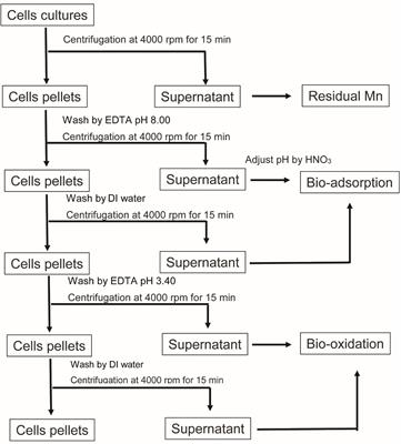 Remediation of Manganese-Contaminated Coal-Mine Water Using Bio-Sorption and Bio-Oxidation by the Microalga Pediastrum duplex (AARLG060): A Laboratory-Scale Feasibility Study